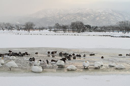 瓢湖の風景