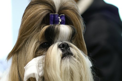【逆】お犬様