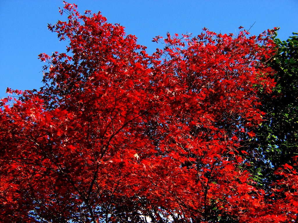 紅葉