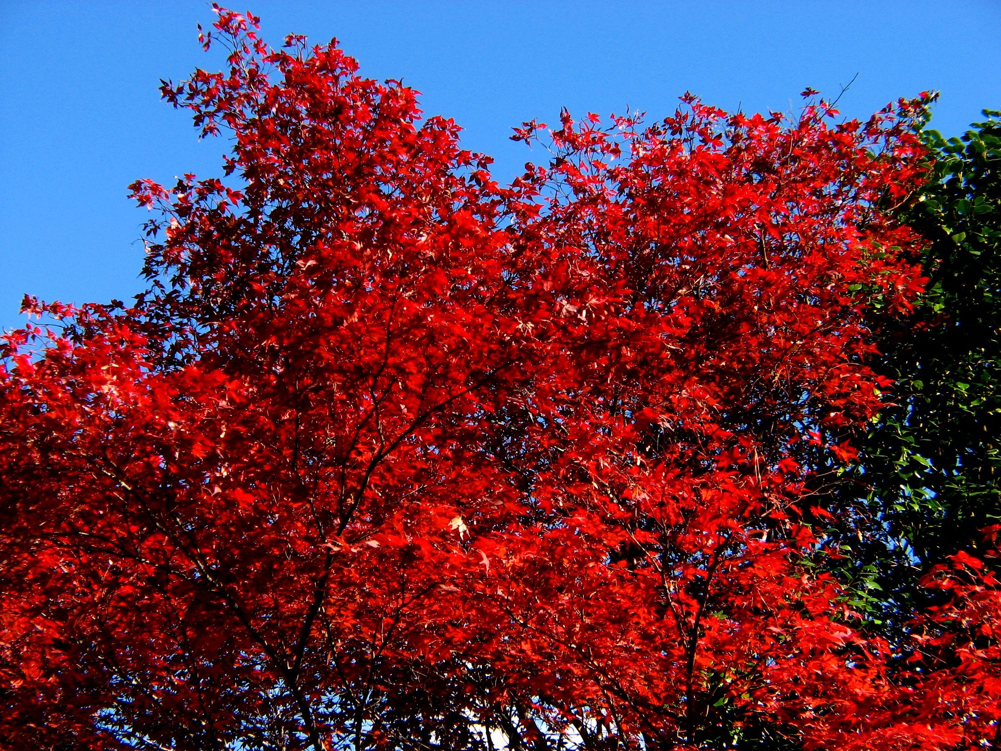 紅葉