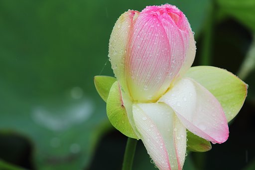 雨の日だから