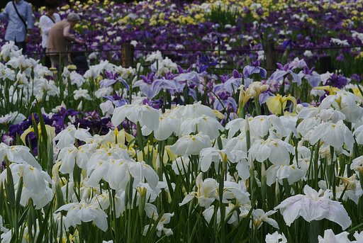 花真っ盛り