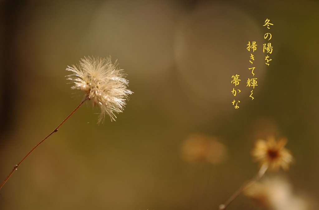 【わびさび】 森の箒