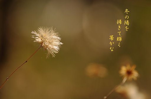 【わびさび】 森の箒