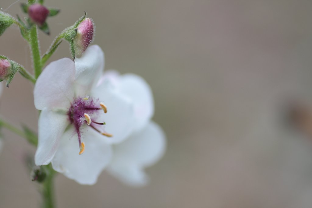 花？