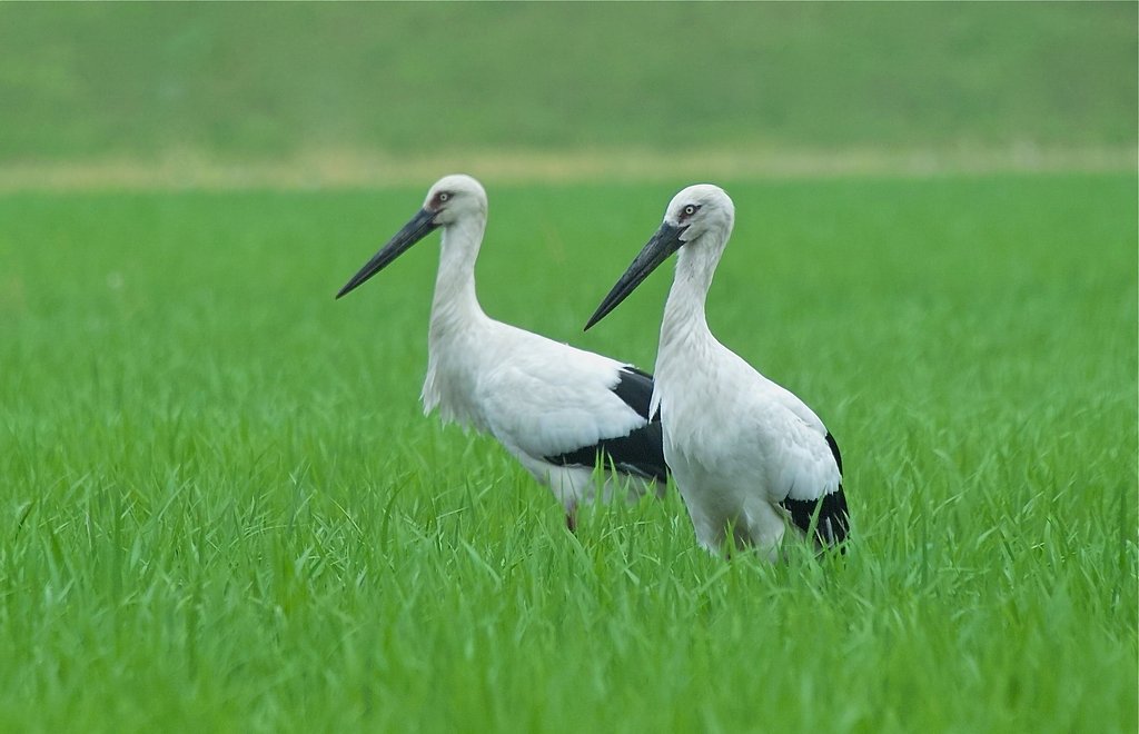 コウノトリ
