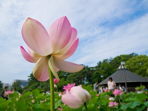 蓮の季節