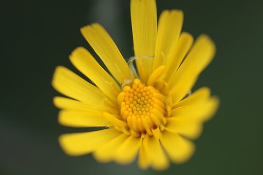 菊の仲間？