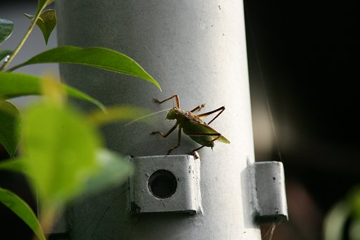 雨上がり　バッタが・・