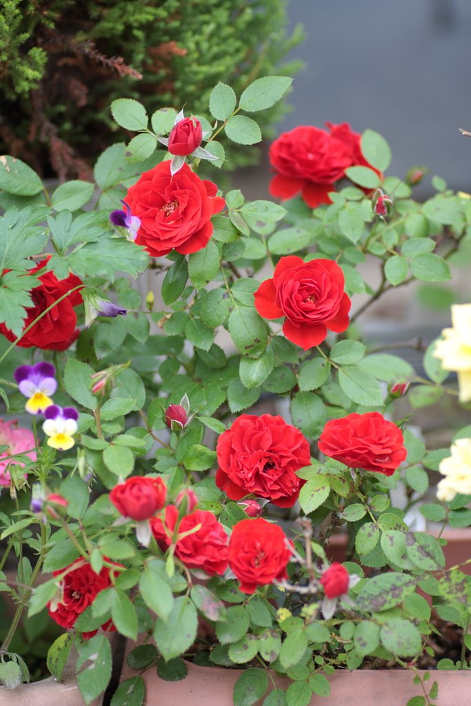薔薇が咲いた