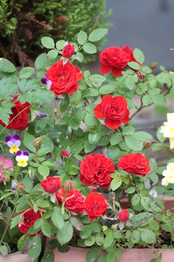 薔薇が咲いた