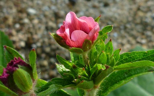 バラ科の花