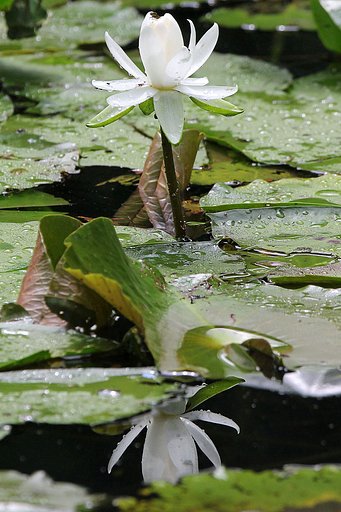 雨の睡蓮