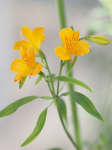 黄色いアルストロメリア