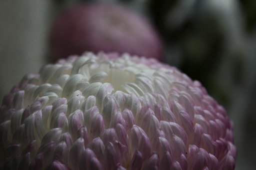 冬の菊