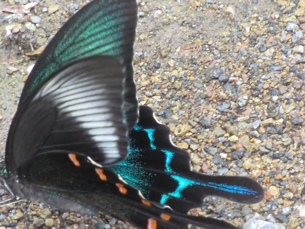 ミヤマカラスアゲハ？