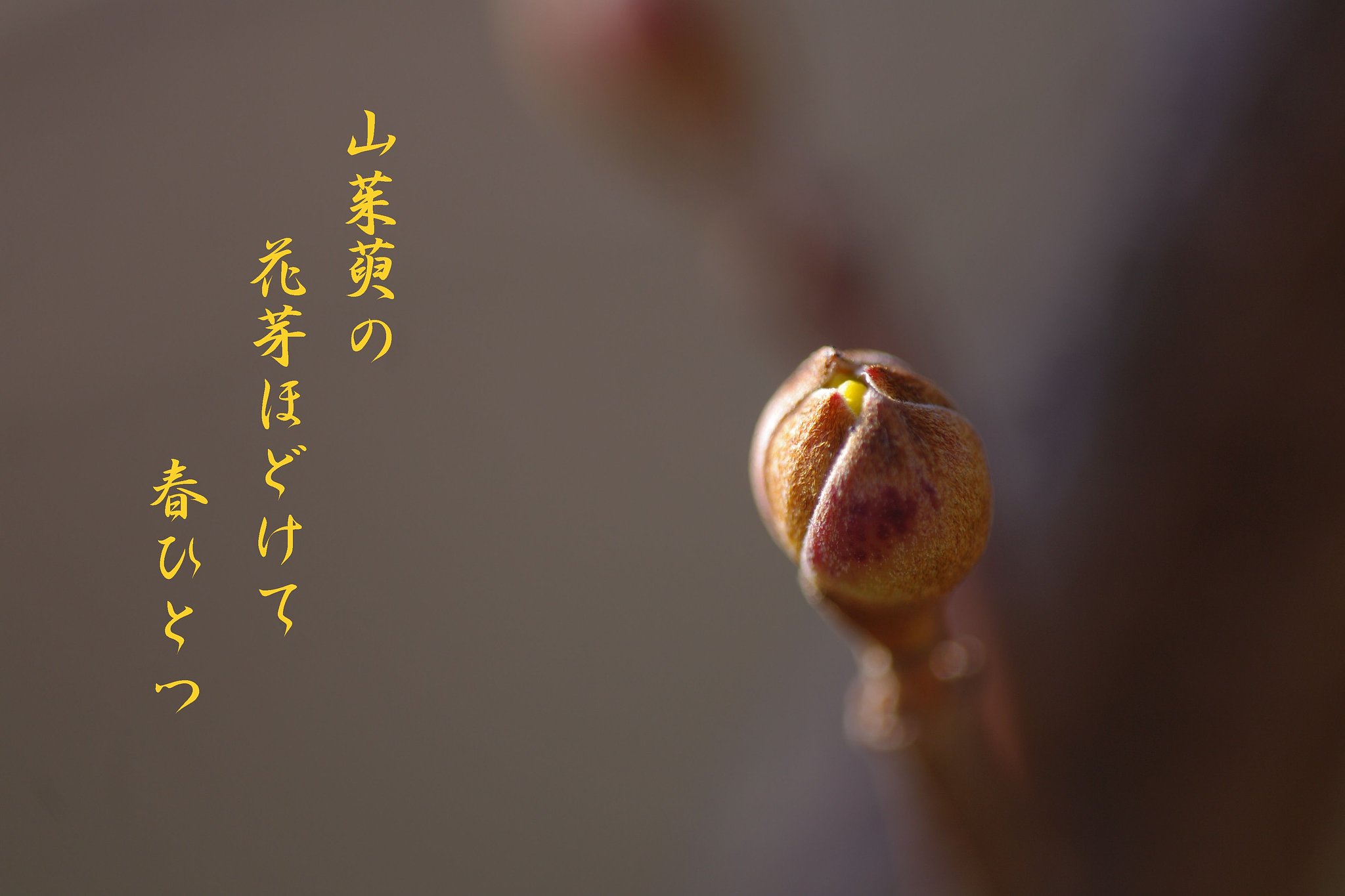 【わびさび】 山茱萸