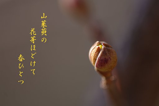 【わびさび】 山茱萸
