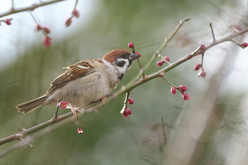 梅の蕾を食す