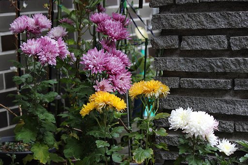 冬の菊達