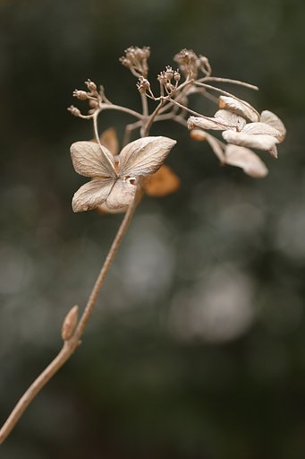 【わびさび】蝶