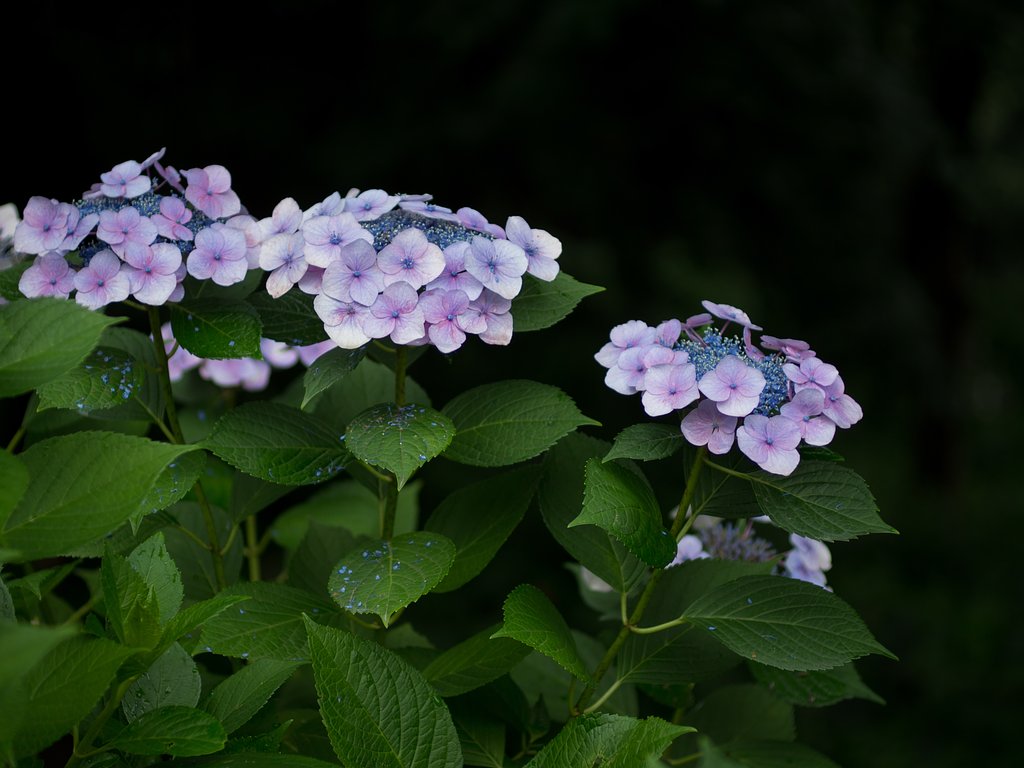 雨の日の紫陽花