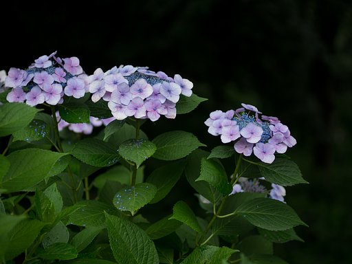 雨の日の紫陽花