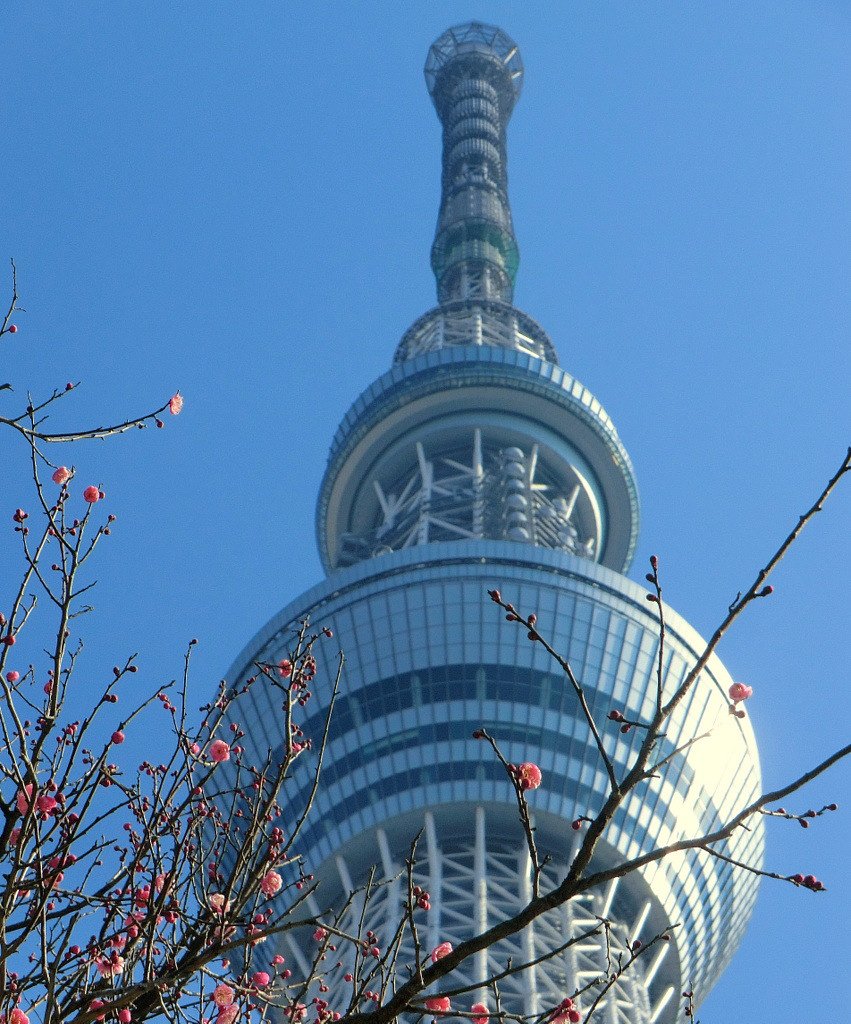 紅梅