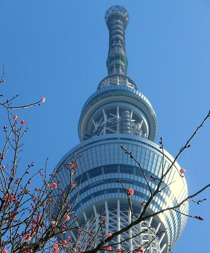 紅梅
