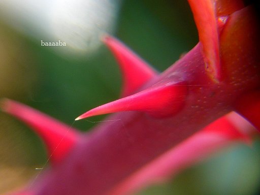 【紅】い薔薇には。