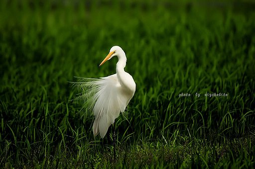 チュウサギ