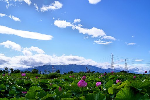 蓮花田散策2