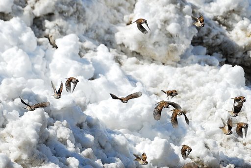 雀、緊急退散