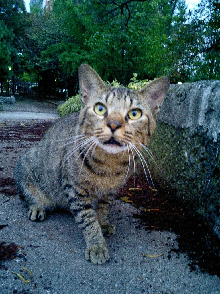 夕暮れの野良