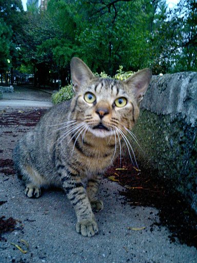 夕暮れの野良
