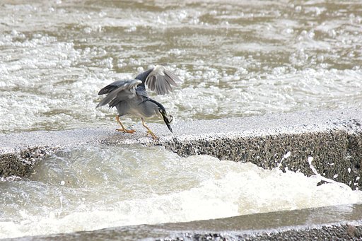 ササゴイの食事