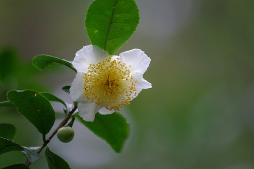 チャの花　真下から日の丸構図