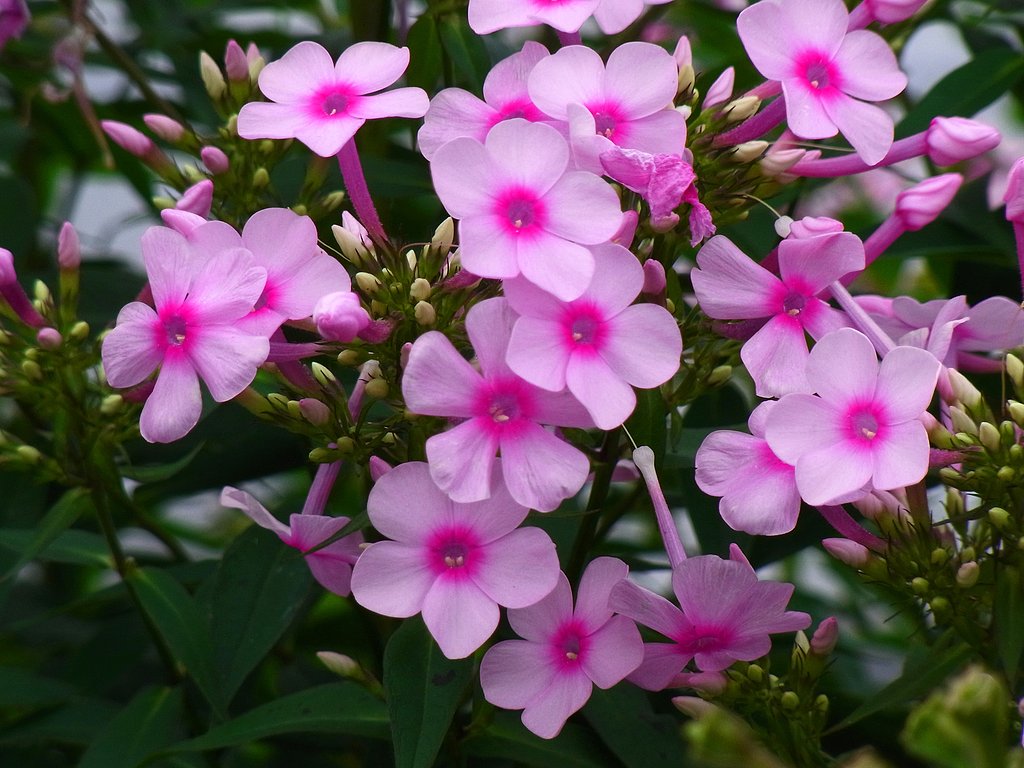 花魁草
