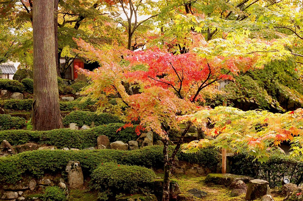 紅葉