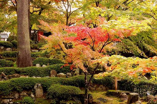 紅葉
