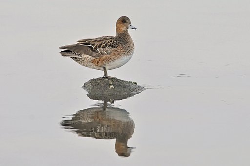 ヒドリガモ♀