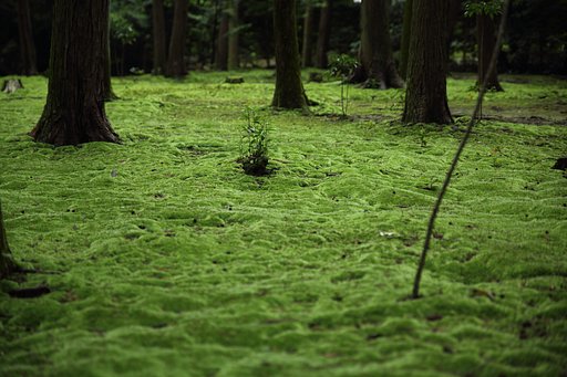 和上の庭苔