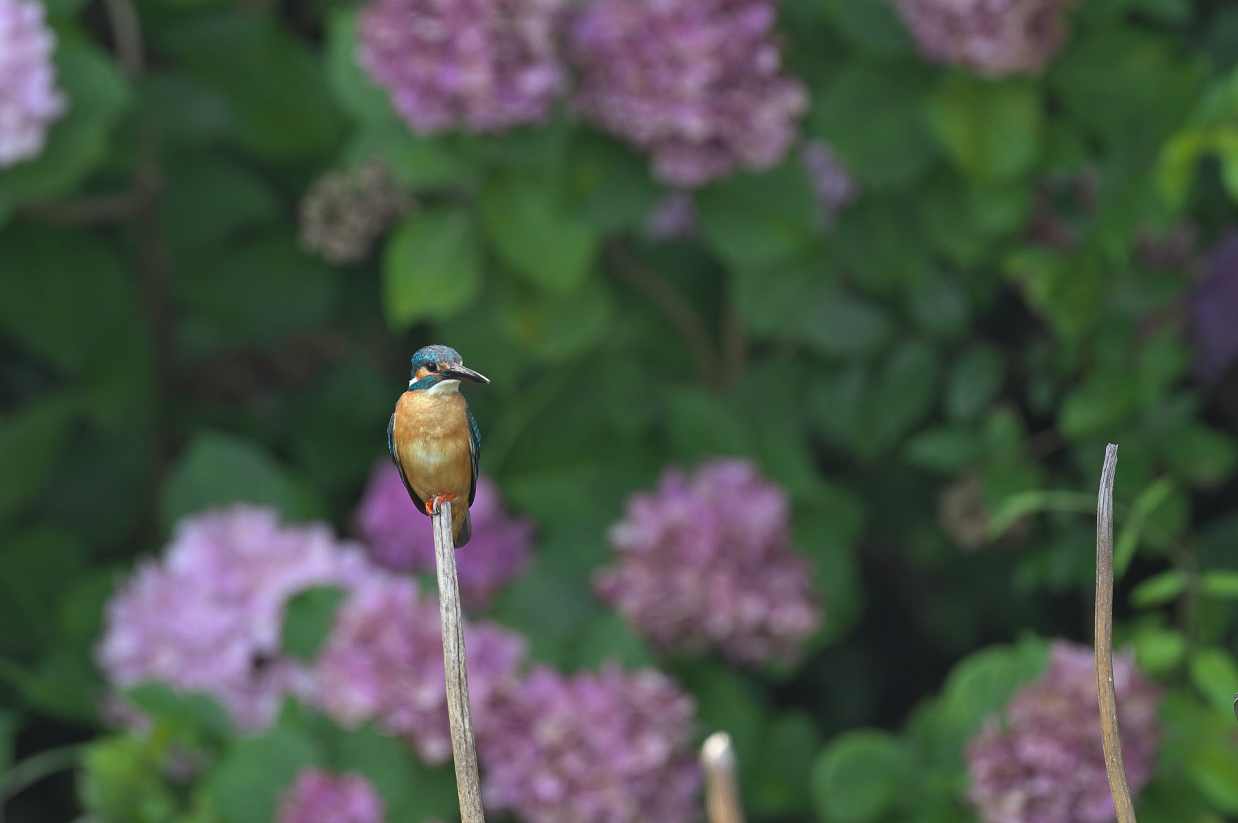紫陽花と翡翠
