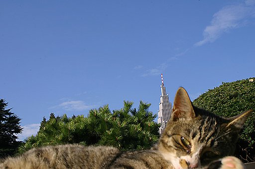 御苑の猫ちゃん