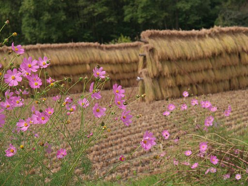 秋桜