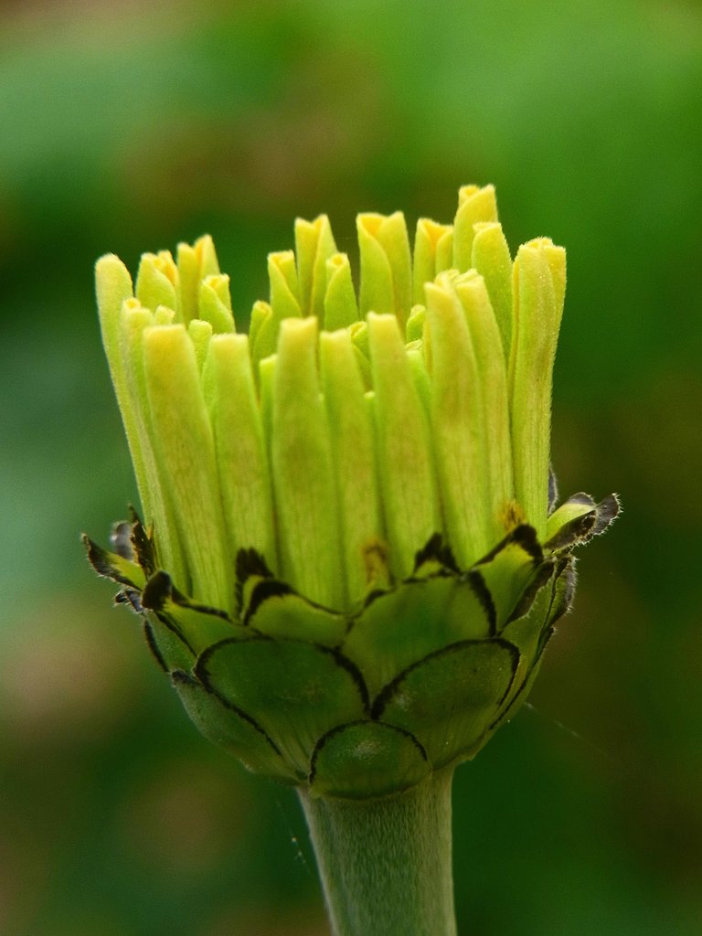 百日草その1