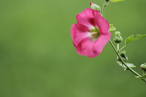 赤い花