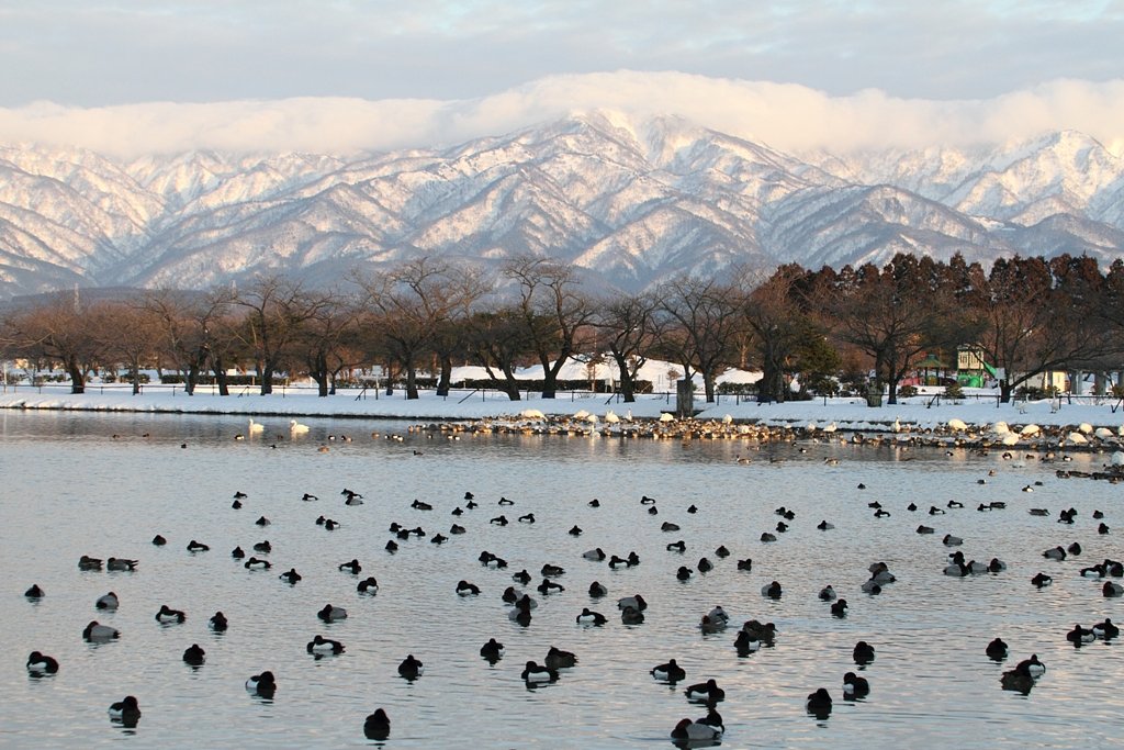 瓢湖の風景