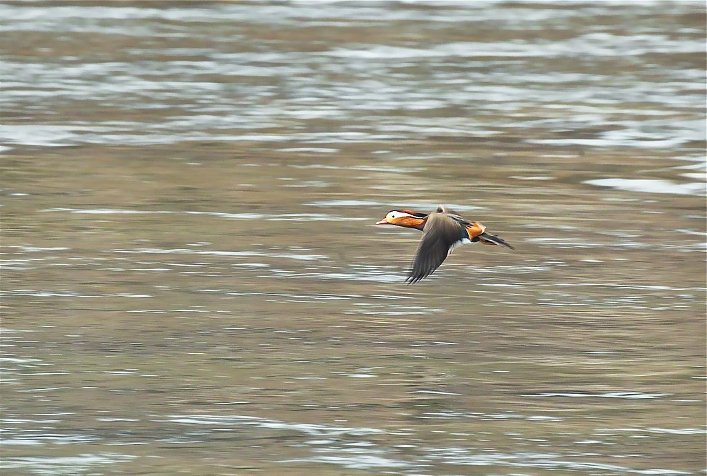 オシドリ