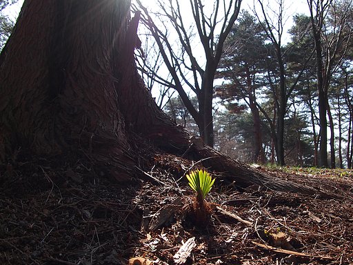 木陰の芽生え